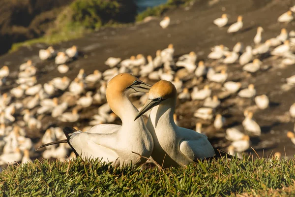 Muriwai Gannet Colony Muriwai Regionális Park Közelében Auckland North Island — Stock Fotó