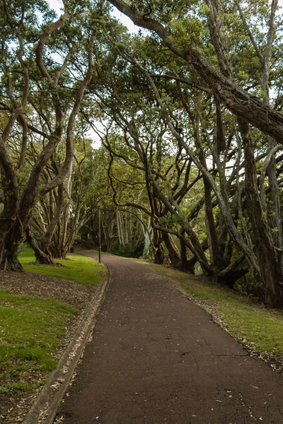 Path with trees in the Auckland Domain park, New Zealand