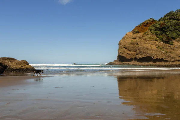 Ver Costa Bethells Beach Henga Cerca Auckland Isla Norte Nueva — Foto de Stock