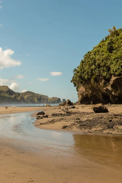 Ver Costa Bethells Beach Henga Cerca Auckland Isla Norte Nueva — Foto de Stock