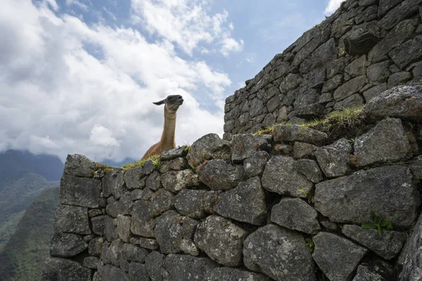 Lama Ruinas Machu Picchu Perú — Foto de Stock