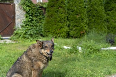 Köpek çimlerin üzerinde oturuyor.