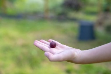 Bektaşi üzümü bir yandan çocuğun bir olgun berry