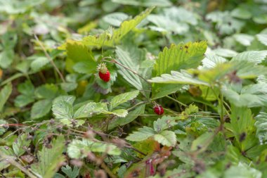 Ormanda vahşi olgun çilek