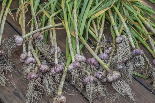 Harvest garlic. Garlic in the garden. Wooden background