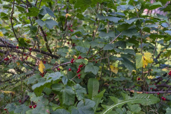 Branch Red Currant — Stock Photo, Image