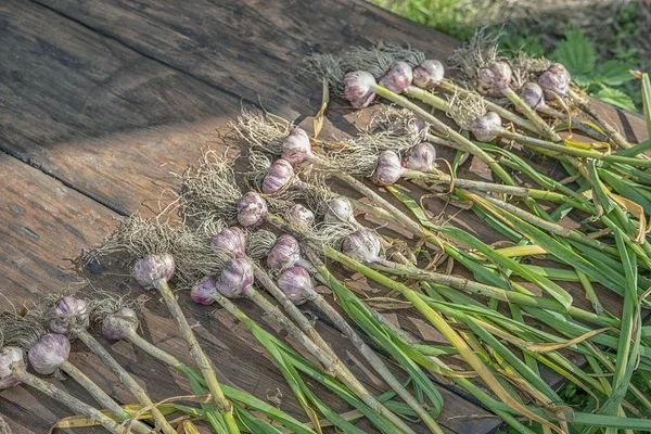 Harvest garlic. Garlic in the garden. Wooden background