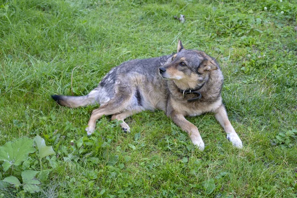 Dog Lying Grass — Stock Photo, Image