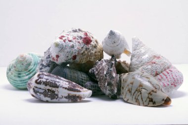 Deniz canlılarının dekoratif kabukları