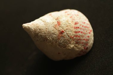 Deniz canlılarının dekoratif kabukları