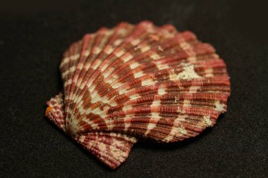 Deniz canlılarının dekoratif kabukları