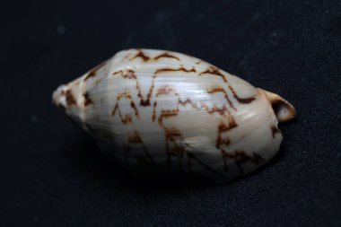 Deniz canlılarının dekoratif kabukları