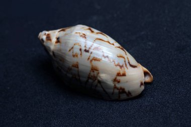 Deniz canlılarının dekoratif kabukları