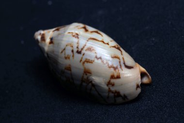 Deniz canlılarının dekoratif kabukları