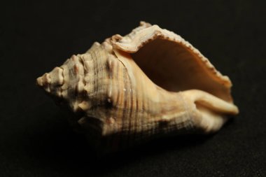 Deniz canlılarının dekoratif kabukları