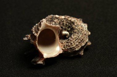 Decorative shells of sea creatures clipart