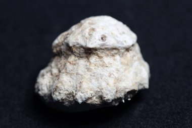 Deniz canlılarının dekoratif kabukları