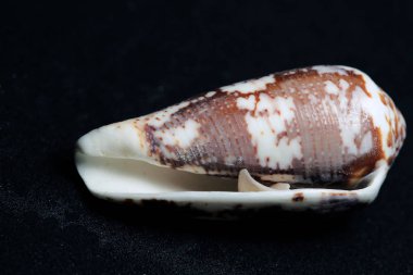 Deniz canlılarının dekoratif kabukları