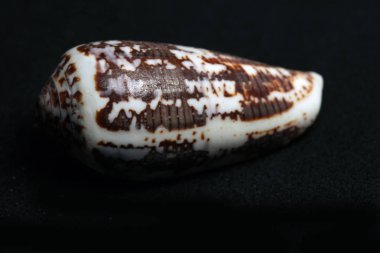 Deniz canlılarının dekoratif kabukları