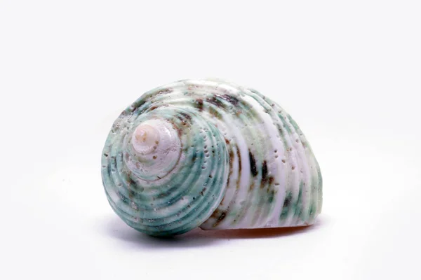 Decorative Shells Sea Creatures — Stock Photo, Image