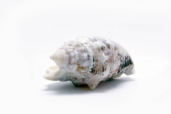 Conchiglie Decorative Creature Marine — Foto Stock