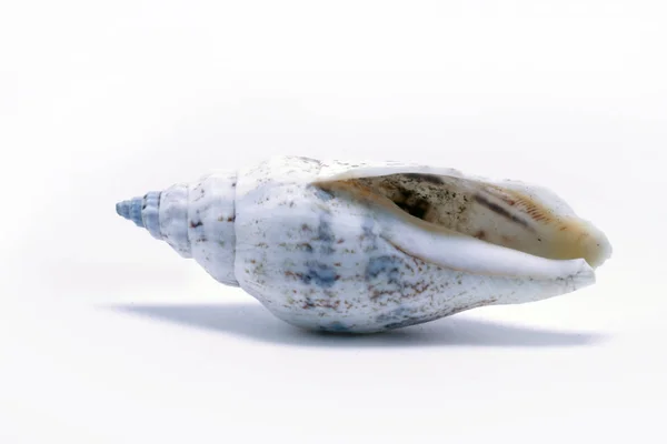 Deniz canlılarının dekoratif kabukları