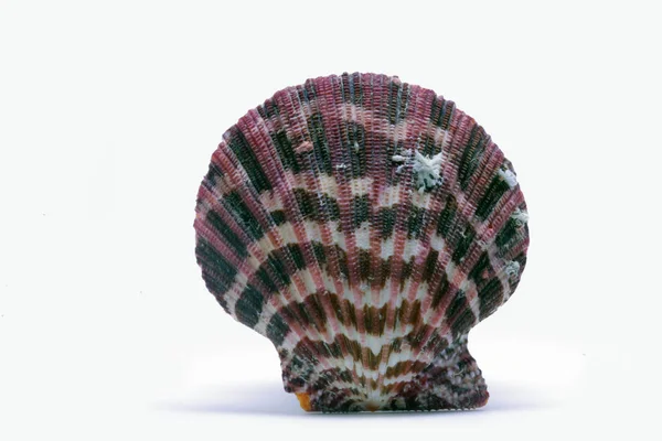 Deniz canlılarının dekoratif kabukları