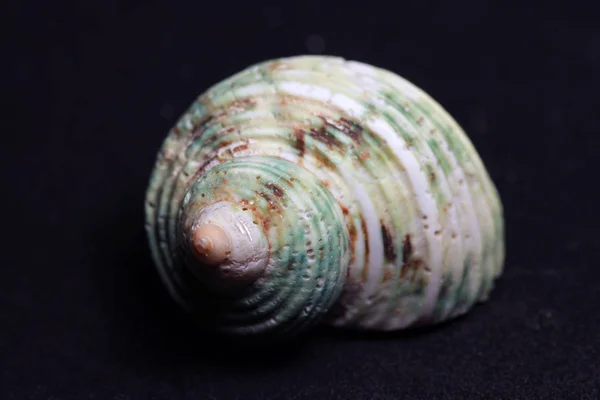 Deniz canlılarının dekoratif kabukları