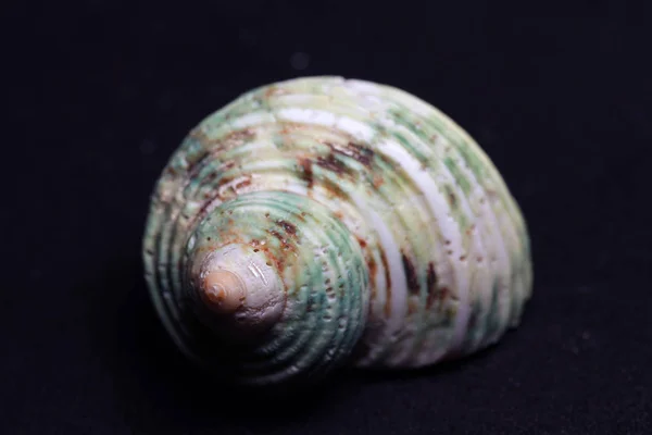 海の生き物の装飾的なシェル — ストック写真