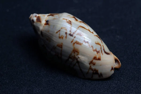海洋生物装饰贝壳 — 图库照片