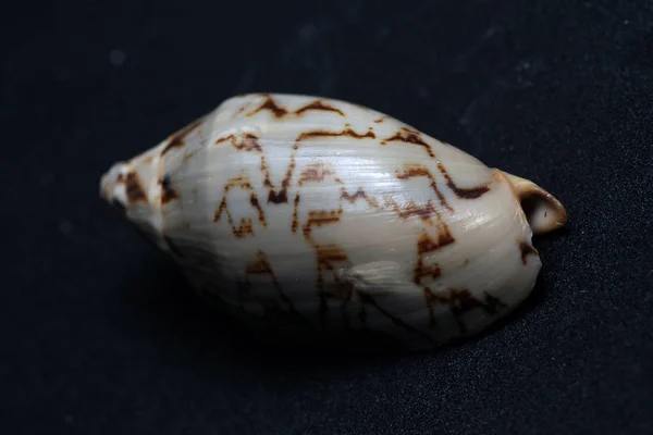 Deniz canlılarının dekoratif kabukları