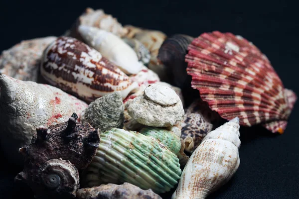 Conchas Decorativas Criaturas Marinas —  Fotos de Stock