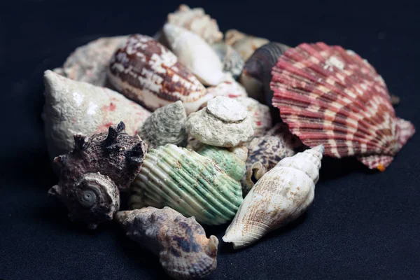 Conchas Decorativas Criaturas Marinas —  Fotos de Stock