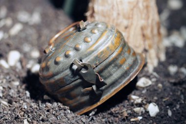 Eski kilitli teneke kutu