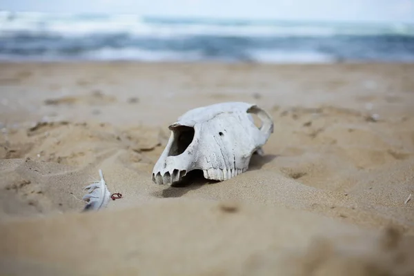 Animal skull on sand