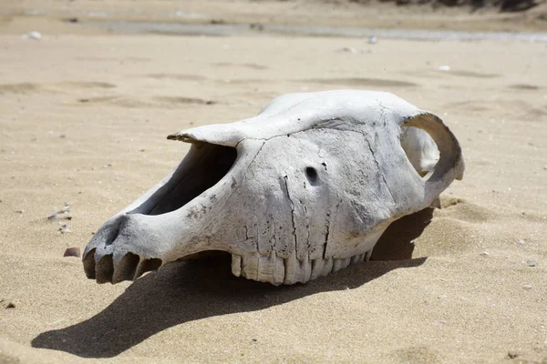 Animal skull on sand