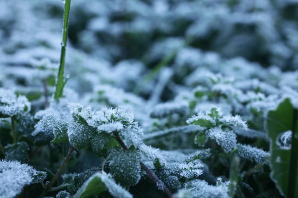 Neve Nas Folhas Inverno — Fotografia de Stock