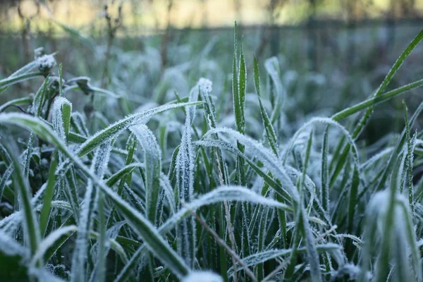 Kışın yapraklarda kar
