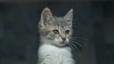 güzel bir yüzü ile yavru kedi