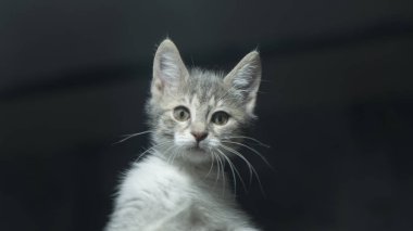 güzel bir yüzü ile yavru kedi