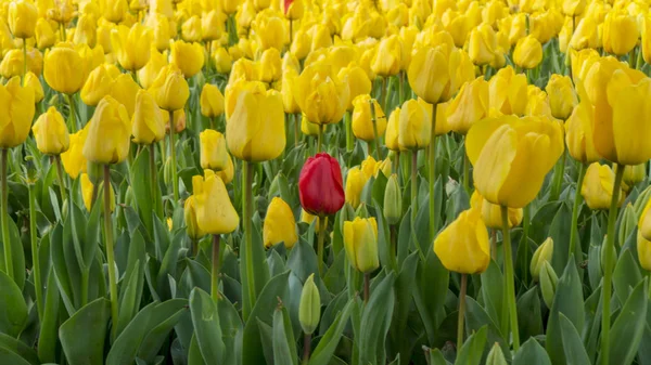 Emirgan bahçede sarı lale