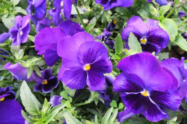 Canlı renkler çiçeklerle