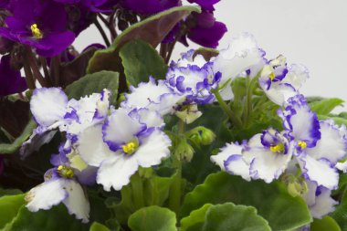 Canlı renkler çiçeklerle