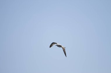 Martı havada uçuyor.