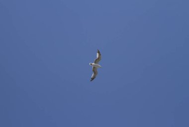 Martı havada uçuyor.