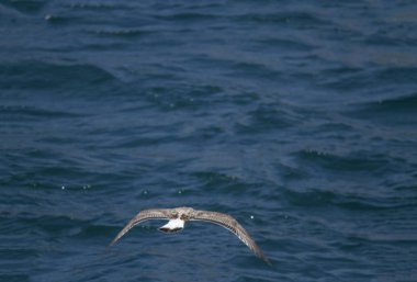 Martı havada uçuyor.