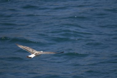 Martı havada uçuyor.