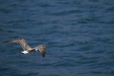 Martı havada uçuyor.