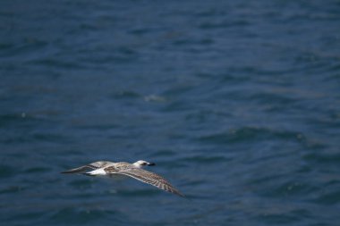Martı havada uçuyor.