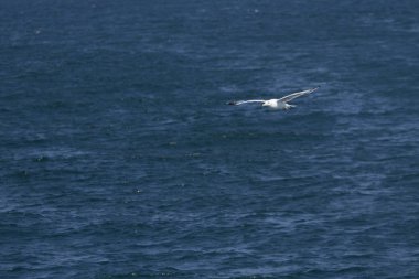 Martı havada uçuyor.